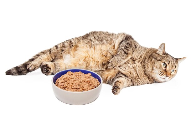 lazy-overweight-cat-with-bowl-food_772720-1437